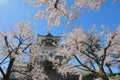 Kanazawa old castle cherry blossom tree Japan Royalty Free Stock Photo