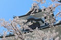 Kanazawa old castle cherry blossom tree Japan Royalty Free Stock Photo