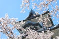 Kanazawa old castle cherry blossom tree Japan Royalty Free Stock Photo