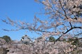 Kanazawa old castle cherry blossom tree Japan Royalty Free Stock Photo