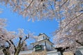 Kanazawa old castle cherry blossom tree Japan Royalty Free Stock Photo