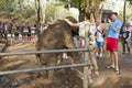 The elephant girl takes to the woman, the tourists watch it