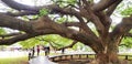 Many tourism or People travel to visit and seeing Giant Monkey Pod tree