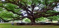 Many tourism or People travel to visit and seeing Giant Monkey Pod tree