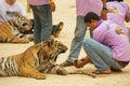 Volunteer films yawning Indochinese tiger in Tiger Temple Kanchanaburi, Thailand.