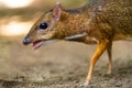 Kanchil is an amazing cute baby deer from the tropics. The mouse deer is one of the most unusual animals. Cloven-hoofed mouse