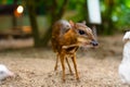 Kanchil is an amazing cute baby deer from the tropics. The mouse deer is one of the most unusual animals. Cloven-hoofed mouse