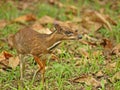 Kanchil - lesser mouse deer