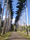 Kandi sri-lanka palm Botanic garden