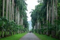 Kandy, Sri Lanka - April 26, 2018: Palm trees alley in the Peradeniya Royal Botanical Garden in Kandy