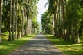 People walk by the palm trees alley in the Peradeniya Royal Botanical Garden in Kandy, Sri Lanka.