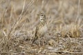 Kaneelpieper ,African Pipit, Anthus cinnamomeus