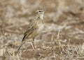 Kaneelpieper ,African Pipit, Anthus cinnamomeus