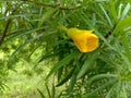 Kaner or Cascabela thevetia flower and leaves close up