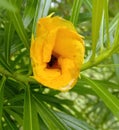 Kaner or Cascabela thevetia flower and leaves closeup