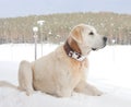 Kangal dog