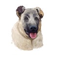 Kangal Dog, Kangal Shepherd Dog, Sivas Kangal, Turkish Kangal, Anatolian Shepherd dog digital art illustration isolated on white