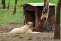 A Kangal Dog lying in front of its kennel Royalty Free Stock Photo