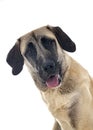 Kangal Shepherd Dog