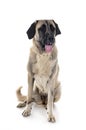 Kangal Shepherd Dog