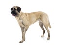Kangal Shepherd Dog Royalty Free Stock Photo