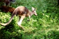 Kangaroo 1