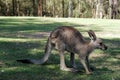 Kangaroo Royalty Free Stock Photo