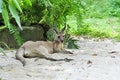 Kangaroo Royalty Free Stock Photo