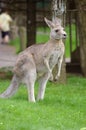 Kangaroo 2 Royalty Free Stock Photo