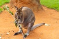 Kangaroo