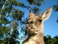 Kangaroo Royalty Free Stock Photo