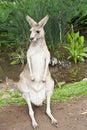 Kangaroo standing upright Royalty Free Stock Photo