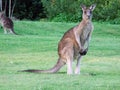 Kangaroo Royalty Free Stock Photo