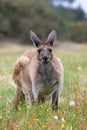 Kangaroo