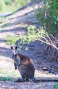 Kangaroo along the road, Victoria forest - Australia Royalty Free Stock Photo