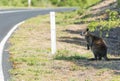 Kangaroo along the road, Victoria forest - Australia Royalty Free Stock Photo
