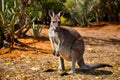 Kangaroo amidst Australian nature on a scorching hot day