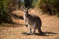 Kangaroo amidst Australian nature on a scorching hot day