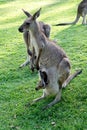 Kangaroo Royalty Free Stock Photo