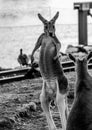 Kangaroo assuming the pose of a boxer Royalty Free Stock Photo