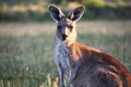 Kangaroo in Australia. Royalty Free Stock Photo