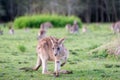 Kangaroo in Australia. Royalty Free Stock Photo