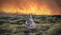 Kangaroo, Australia fires, Apocalypse comes to Kangaroo Island