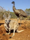 Kangaroo, australia Royalty Free Stock Photo