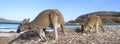 Kangaroo, australia Royalty Free Stock Photo