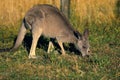 Kangaroo in Australia