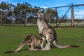 Kangaroo Royalty Free Stock Photo