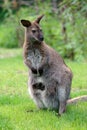 Kangaroo with baby Royalty Free Stock Photo