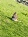 Kangaroo baby babykangaroo sweet mom