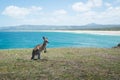 Kangaroo Baby on the beach. Royalty Free Stock Photo